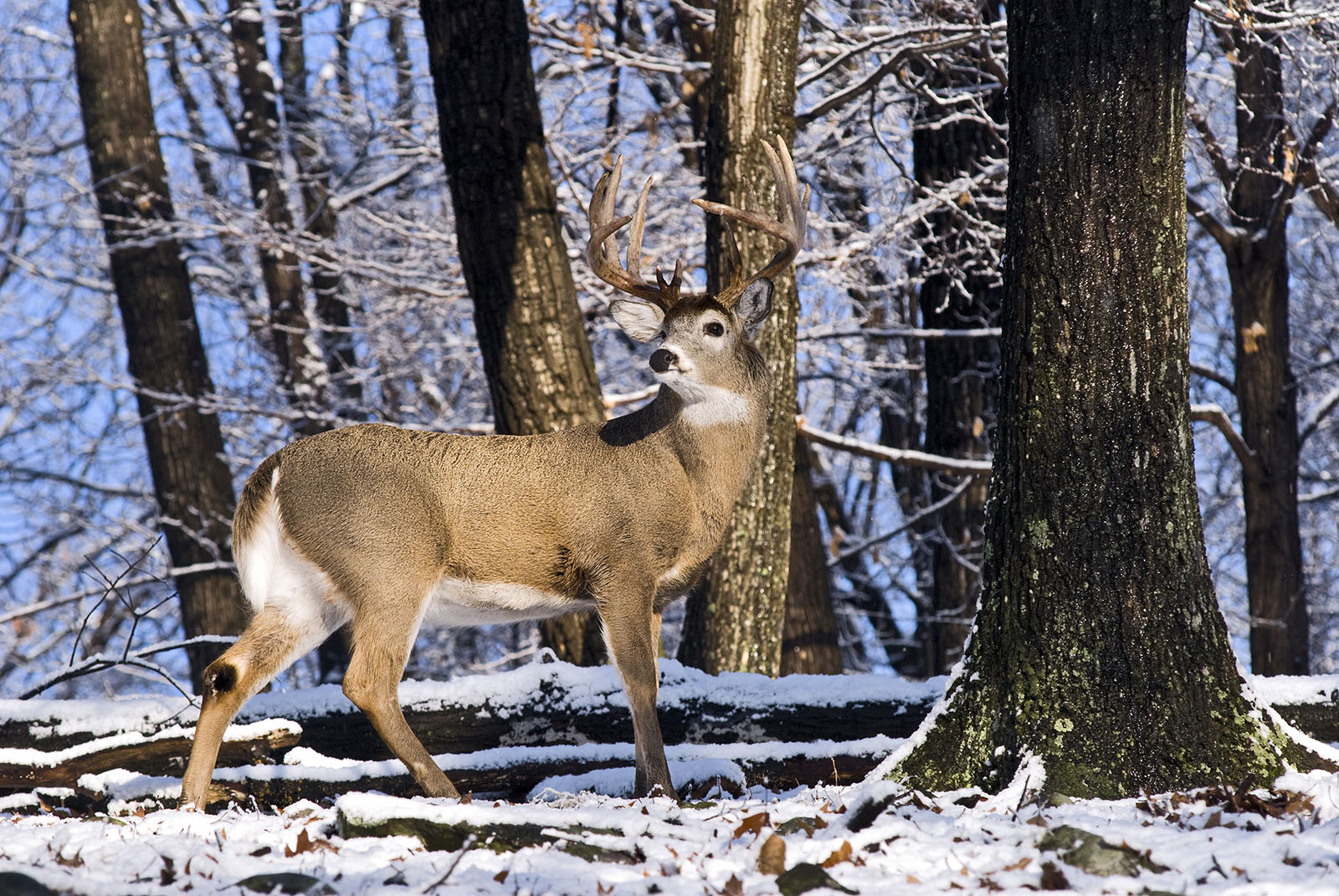 Isang larawan ng isang malaking whitetail buck sa isang snowy forest.
