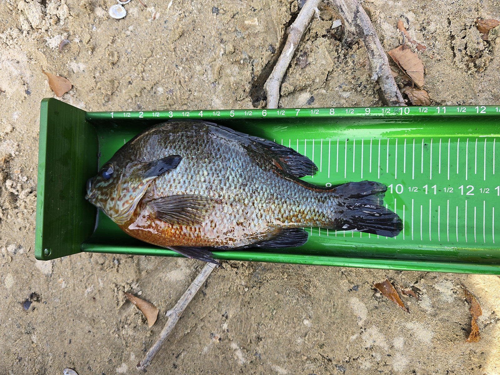 Isang larawan ng redbreast sunfish sa isang sukatan, na may markang 10 1/4 na pulgada.