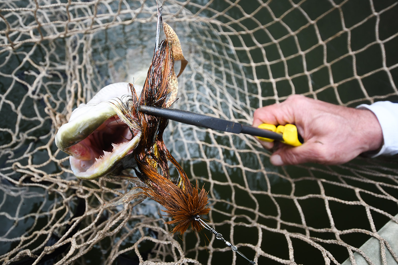 Isang larawan ng isang musky na isda na nahuli sa isang lambat, na may pliers na nakakapit sa langaw sa bibig nito at kamay ng isang tao na nakahawak sa pliers.