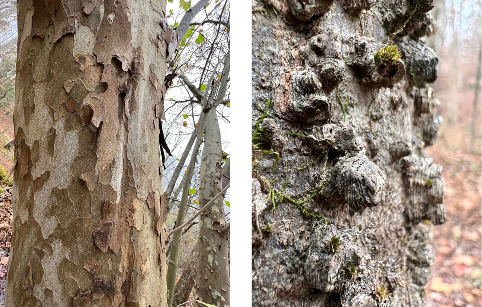 Dalawang larawan na magkatabi ng mga close-up ng balat ng puno. Ang isa sa kaliwa ay tagpi-tagpi at patumpik-tumpik, habang ang nasa kanan ay may bumpy ridges.