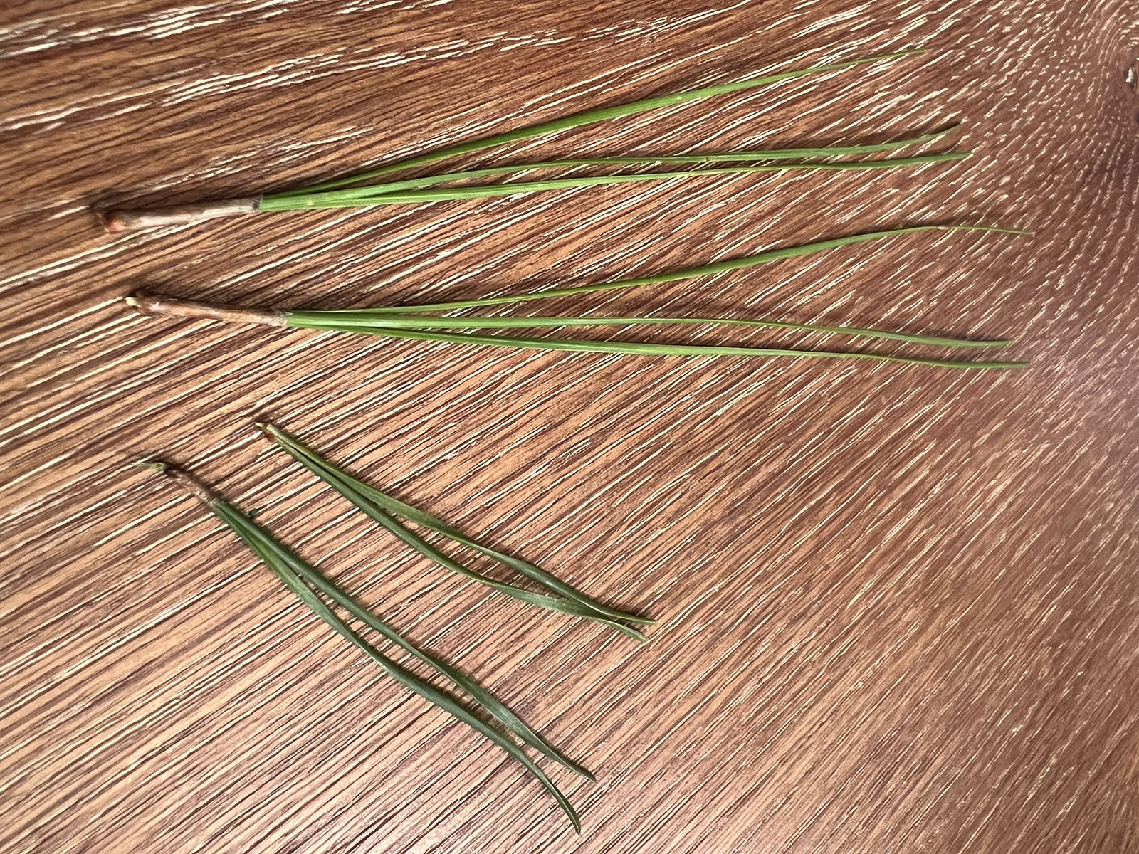 Isang larawan ng apat na bundle ng pine tree needles, na may dalawang mahaba, payat, dalawang-karayom na bungkos sa itaas at dalawang maikli, baluktot, tatlong-karayom na bungkos sa ibaba. 