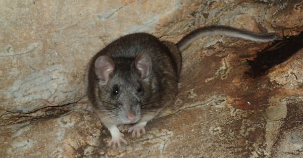 Isang imahe ng Allegheny woodrat