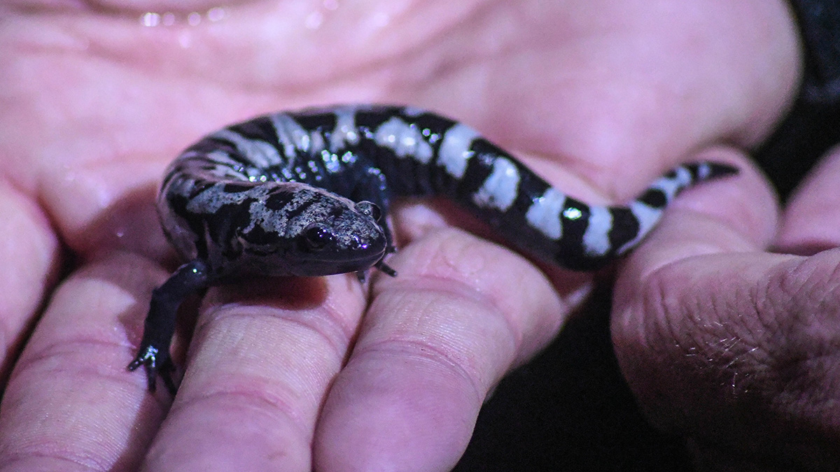 Ang mga marmol na salamander, bagaman hindi mga spring breeder, ay gumagamit ng vernal pool para sa pagpaparami at higit sa lahat ay panggabi.