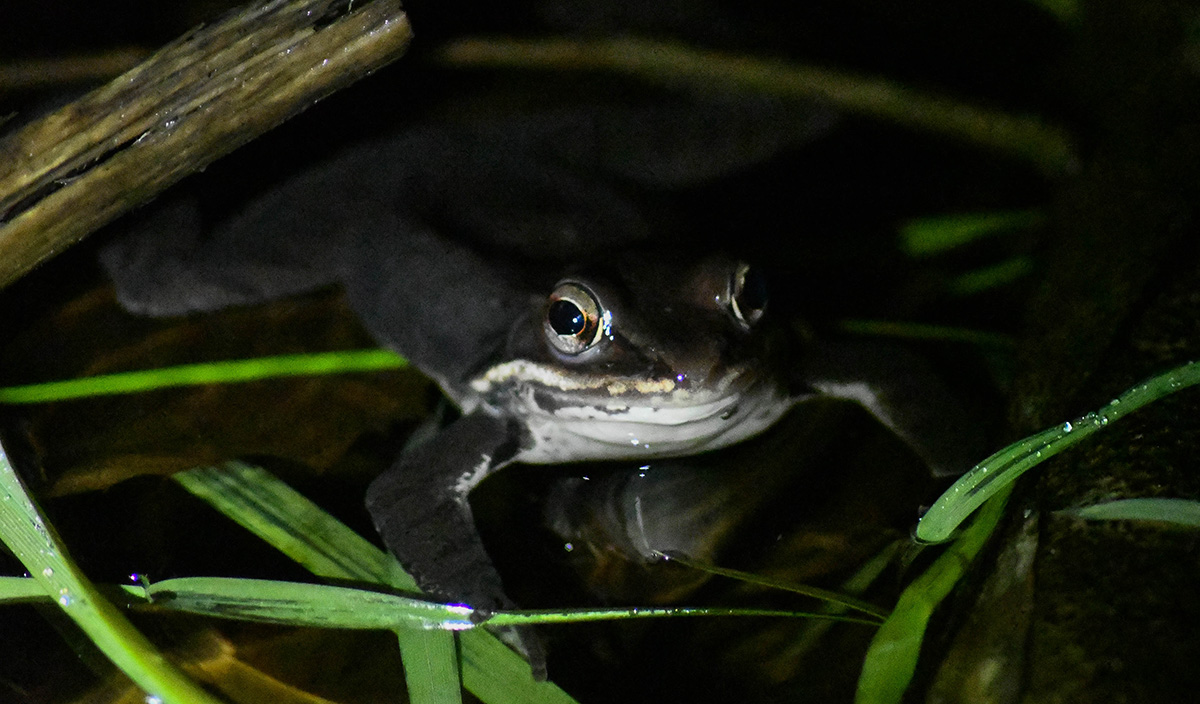Isang nag-iisang wood frog na nagtatago mula sa spotlight ng naghahanap ng mga naturalista.