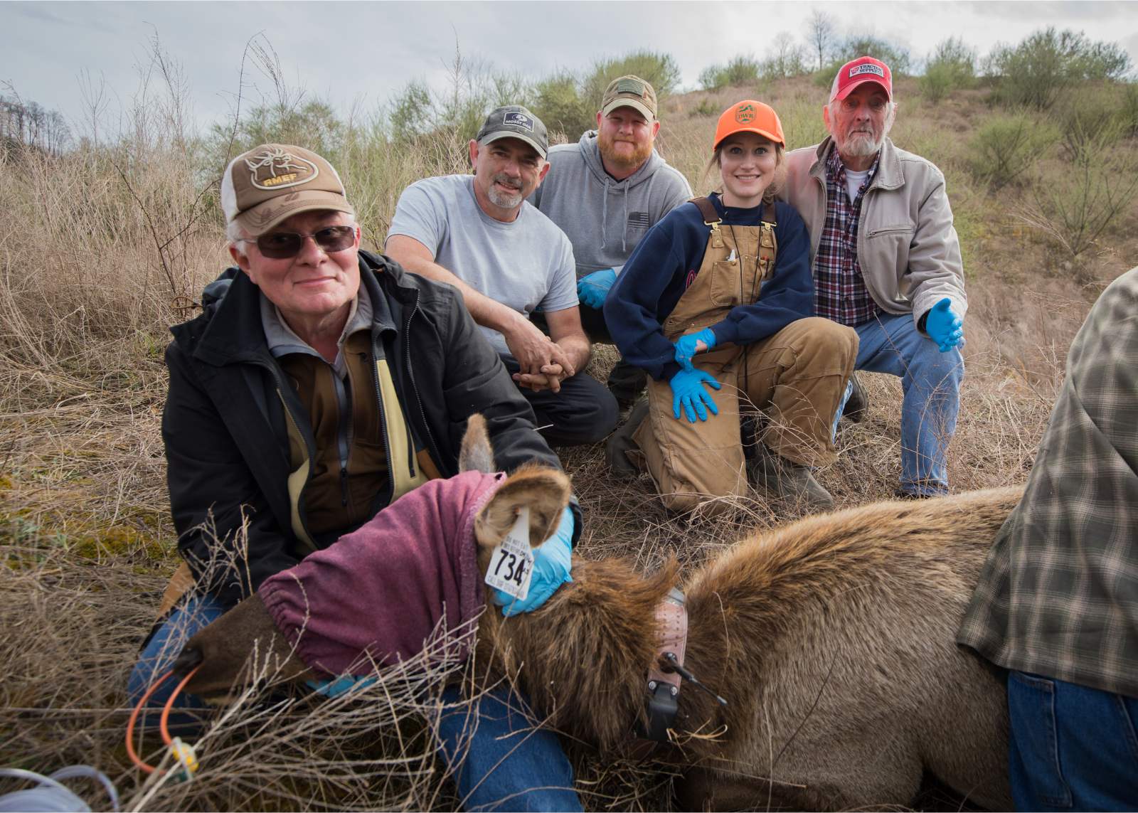 Ang isang sedated cow elk, nakapiring, ay nakahiga sa lupa na may ear tag at radio collar habang hawak ng isang lalaki ang kanyang ulo at apat na tao ang nasa background.