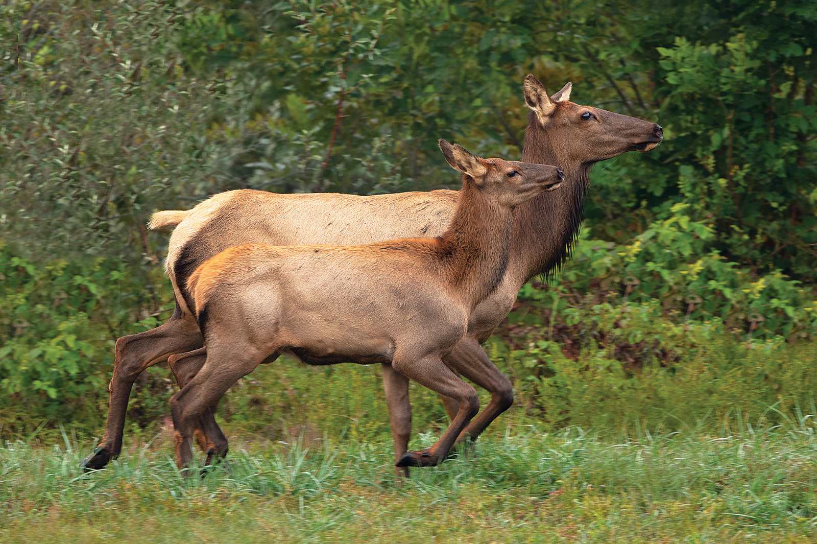 Ang isang mature na cow elk at isang mas maliit na calf elk ay tumatakbo sa isang field na may backdrop ng mga puno.