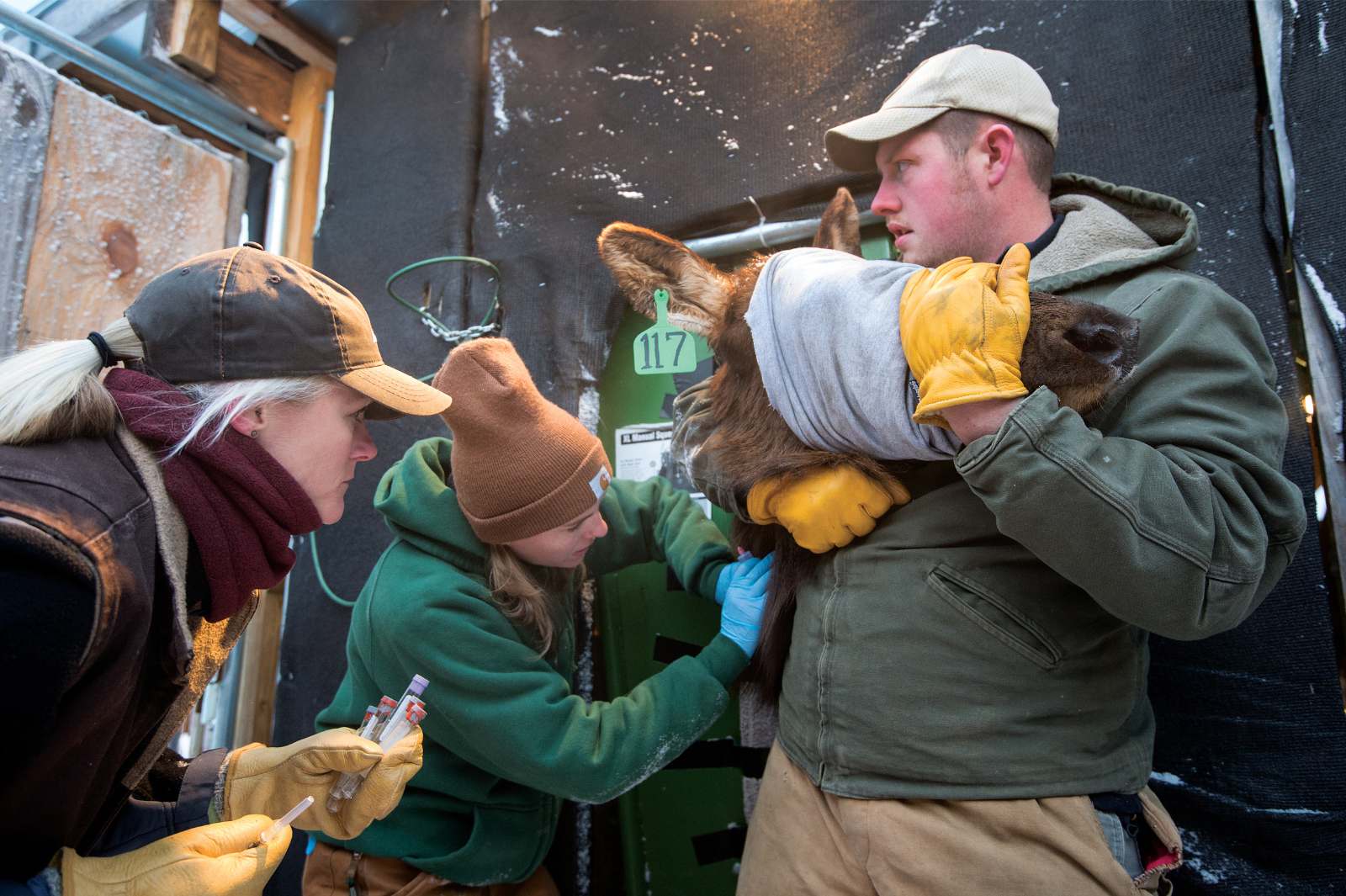 Hawak ng isang lalaki ang ulo ng isang elk na nakapiring na inilagay sa mga stock, habang ang isang babae ay nag-inject ng kung ano sa leeg ng elk at tumitingin ang isa pang babae.