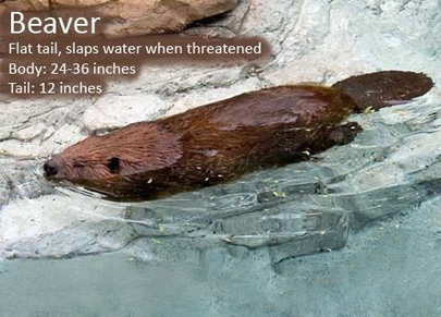 Isang larawan ng isang beaver