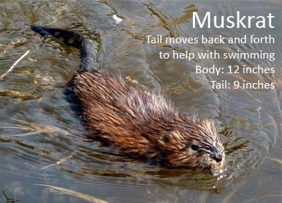 Isang larawan ng isang muskrat