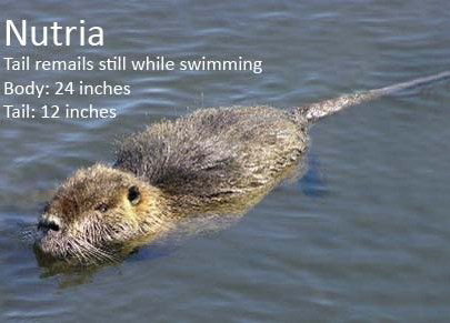 Isang larawan ng isang nutria