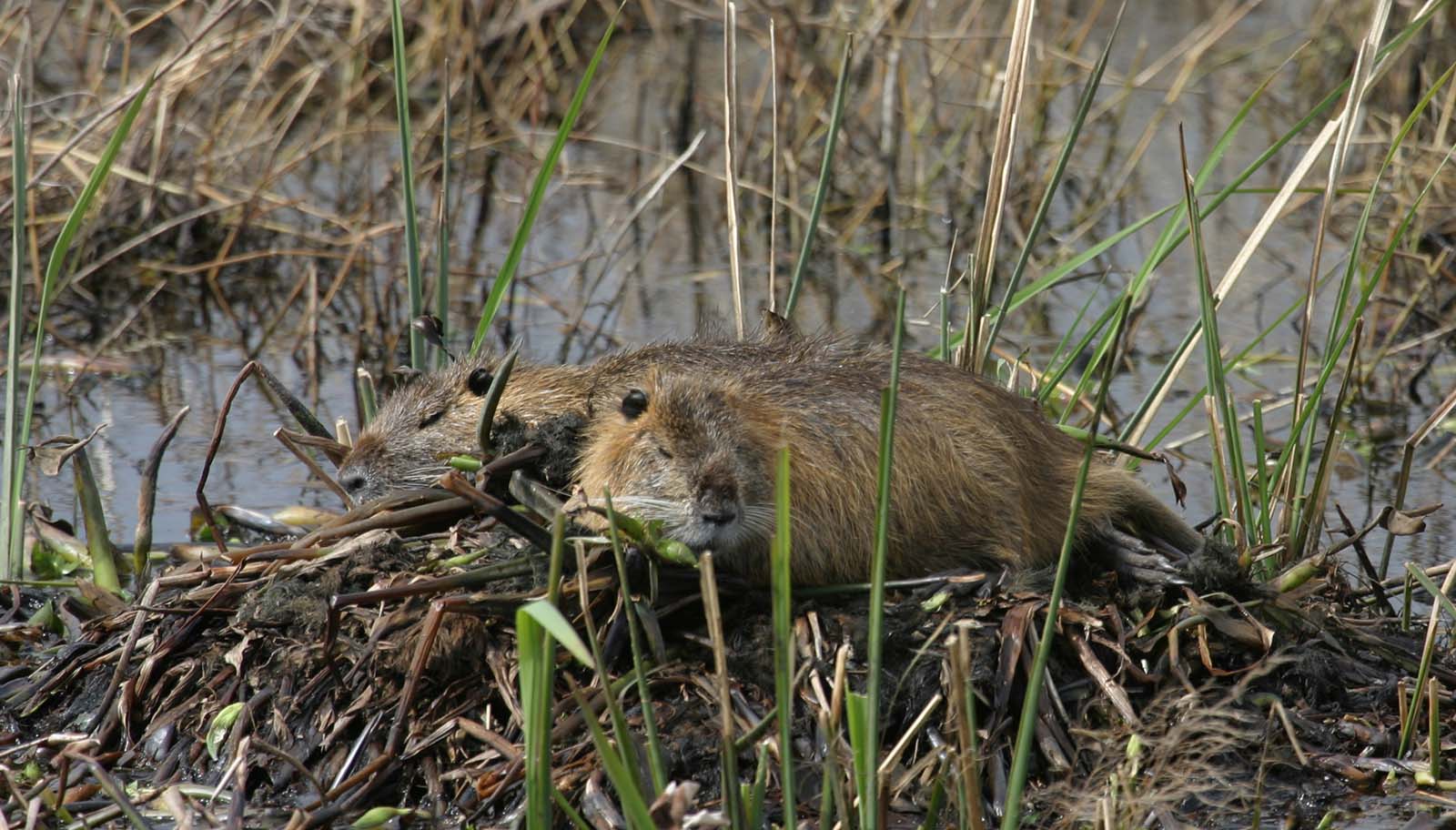 Dalawang nutria na nagpapahinga.