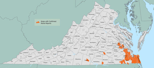 Isang mapa ng Virginia na nagpapakita ng mga lugar ng kumpirmadong pagkakita ng nutria noong Pebrero 2026. Ang mga lugar na ito ay pangunahing nakasentro sa paligid ng timog-silangang / Tidewater na mga lugar ng Virginia, na may karagdagang mga nakahiwalay na bulsa sa timog gitnang bahagi ng Commonwealth.