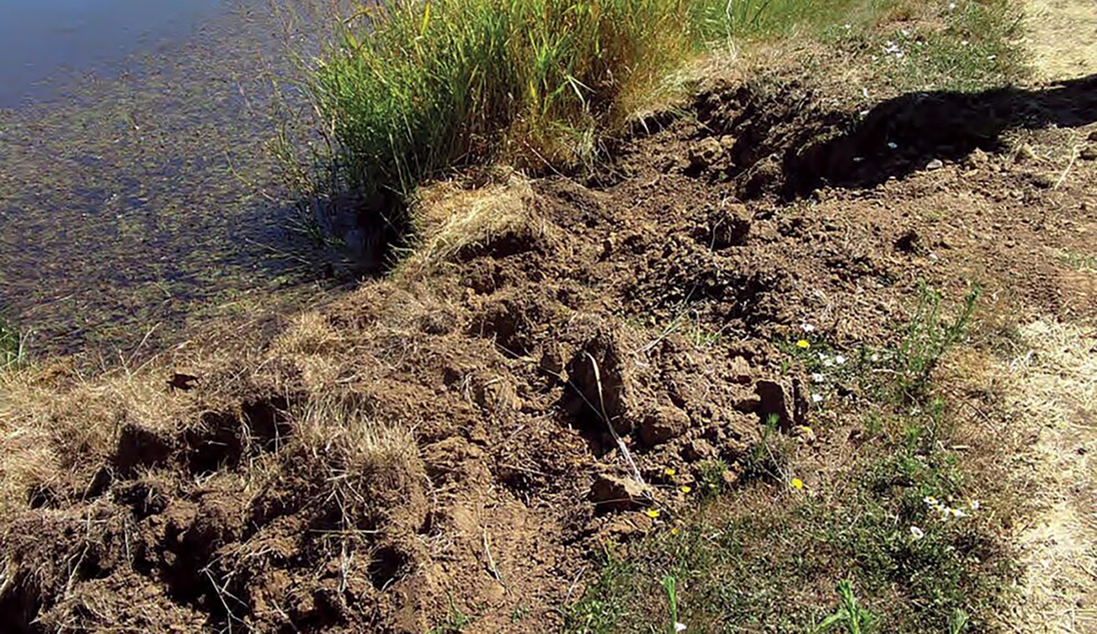 Isang larawan ng isang marshy bank na may mga seksyon na ganap na hinubad ng mga halaman.