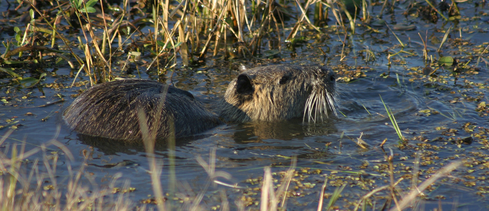Isang larawan ng isang malaki, mabuhok na rodent na bahagyang lumubog sa isang marshy area, na ang ulo nito ay nakadikit na may malalaking, puting whickers na nagpapakita. 