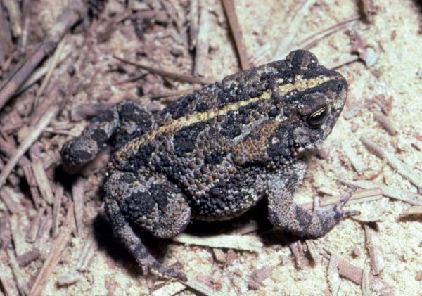 Isang imahe ng isang oak toad sa ilang buhangin
