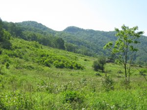 Isang imahe ng isang lumang field na ngayon ay isang kasukalan