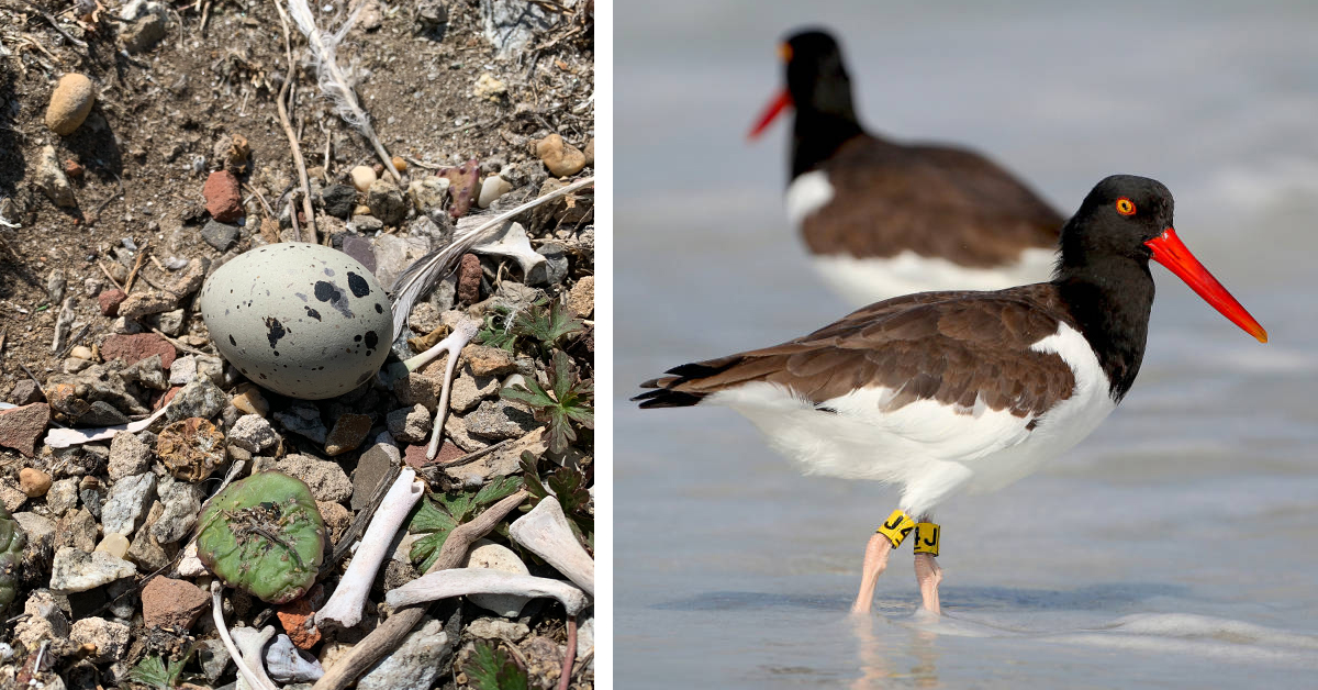 Isang larawan ng oystercatcher egg sa kanan at dalawang adult oystercatcher sa kaliwa