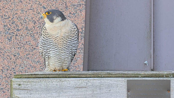 Isang peregrine falcon na nakatayo sa ibabaw ng scrape box nito