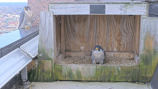 Isang peregrine falcon sa loob ng scrape box nito