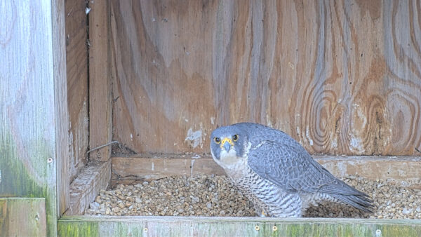 Isang peregrine falcon sa loob ng scrape box nito