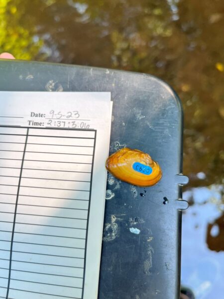 Isang imahe ni James Spinymussel