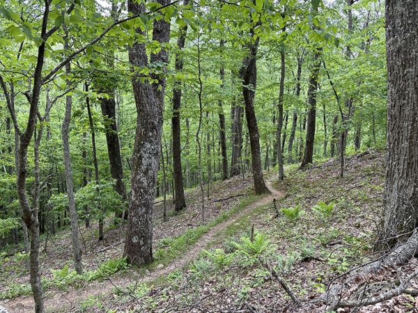 Ang Harkening Hill Loop Trail ay dumadaan sa cerulean warbler breeding habitat. Credit ng Larawan: Lisa Mease