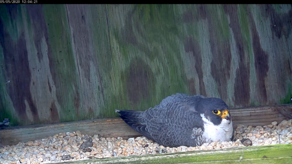 Peregrine falcon pellets na makikita sa nest box sa kaliwa at kanan ng incubating birds