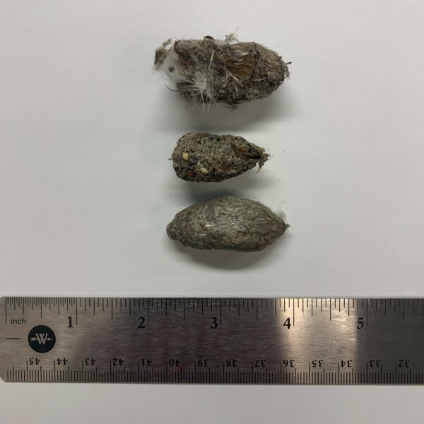 Isang imahe ng peregrine falcon pellet na ang mga ito ay humigit-kumulang 2 hanggang 3 pulgada ang haba at binubuo ng mga balahibo, buhok at buto ng kanilang biktima.