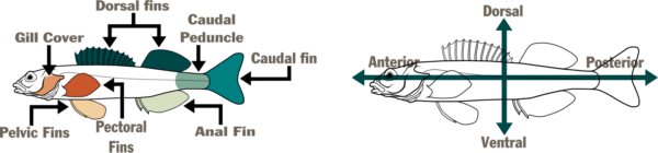 Isang diagram na naglalarawan ng mga termino para sa iba't ibang bahagi ng katawan at rehiyon ng mga darter gaya ng caudal peduncle
