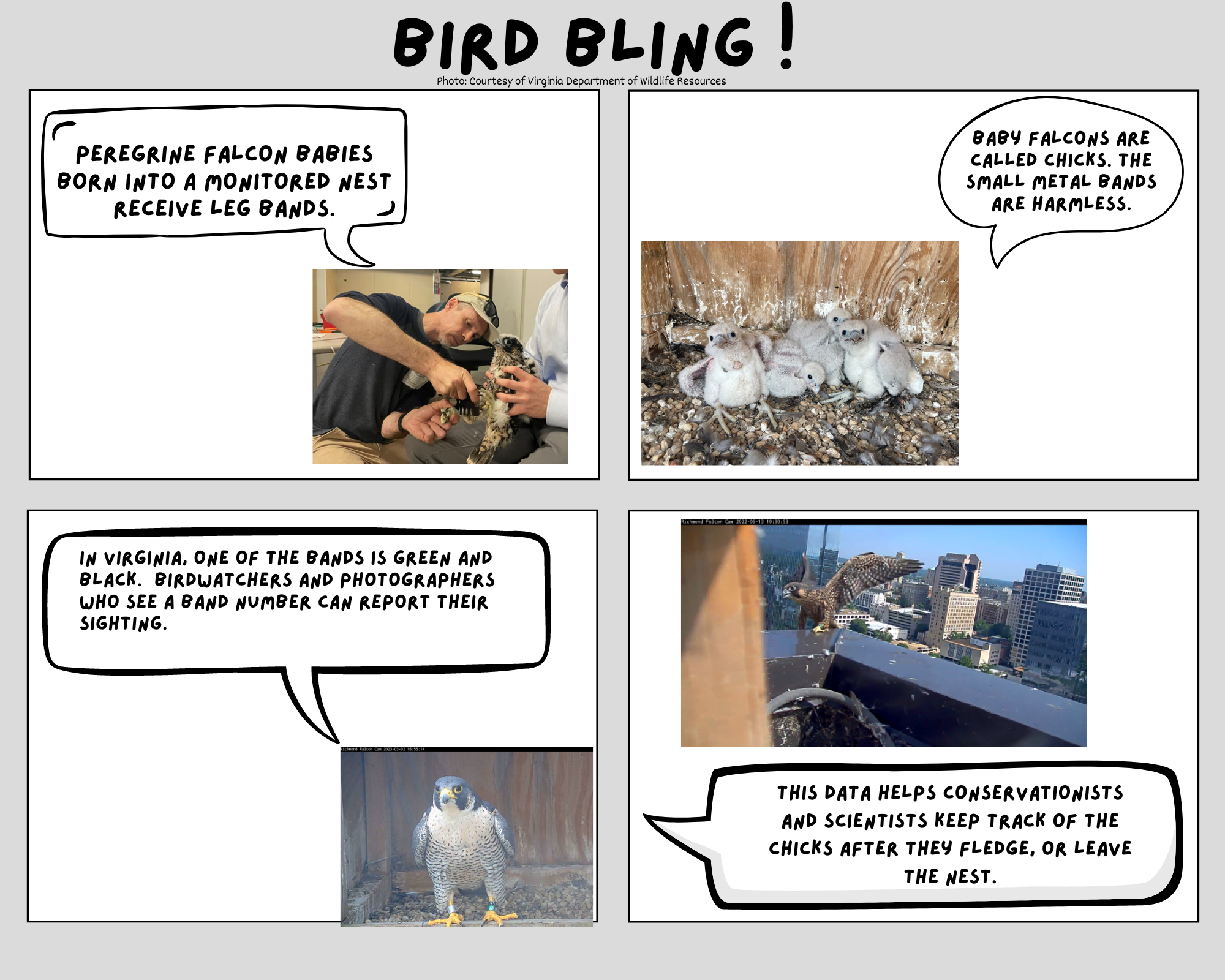 Isang webcomic na ginawa ng mga mag-aaral sa Colonial trail elementary