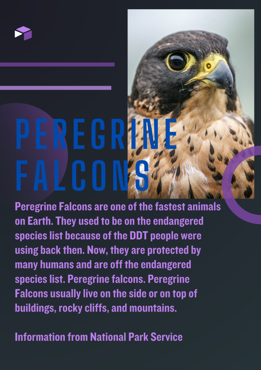 Isang poster na nagbabasa ng "peregrine falcons ay isa sa pinakamabilis na hayop sa mundo. Dati silang nasa listahan ng mga endangered species dahil sa DDT na ginagamit ng mga tao noon. Ngayon, pinoprotektahan sila ng maraming tao at wala sa listahan ng mga endangered species. Ang mga peregrine falcon ay karaniwang nabubuhay sa gilid ng sa tuktok ng mga gusali, mabatong bangin at bundok. Impormasyon mula sa National Park Service.