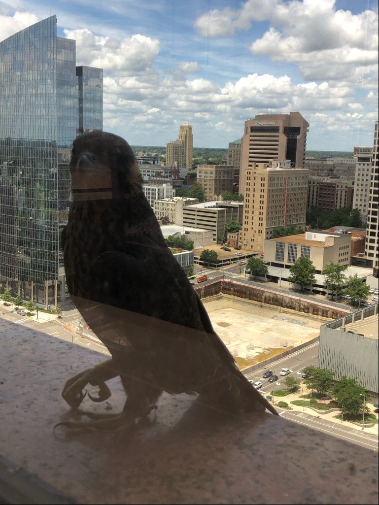 'Dilaw' juvenile na babae sa window sill ng Riverfront Plaza.