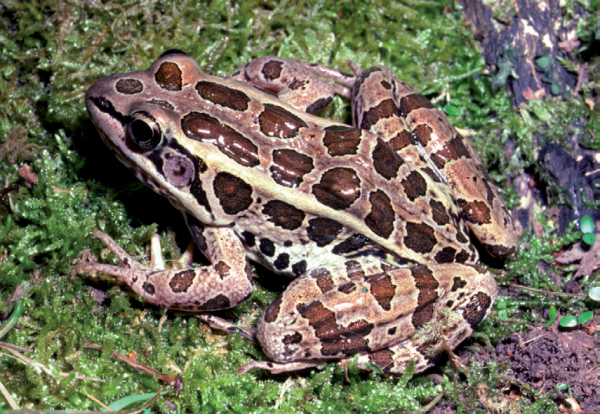 Isang imahe ng isang pickerel frog sa pampang ng isang sapa