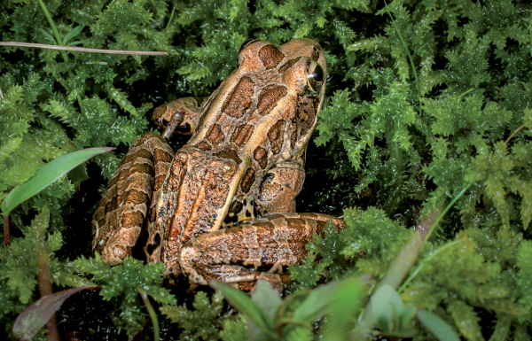 Isang imahe ng isang pickerel frog sa gitna ng lumot