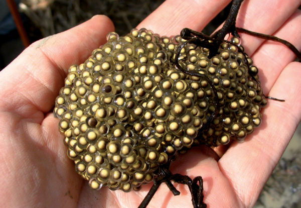 Isang imahe ng Pickerel Frog