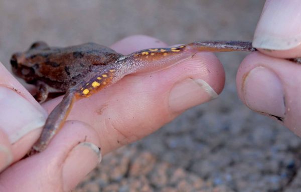 Isang imahe ng Pine Woods Treefrog