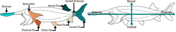Paddlefish Anatomy Illustration