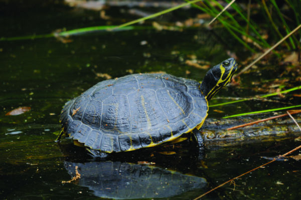 Isang imahe ng Yellow-Bellied Slider