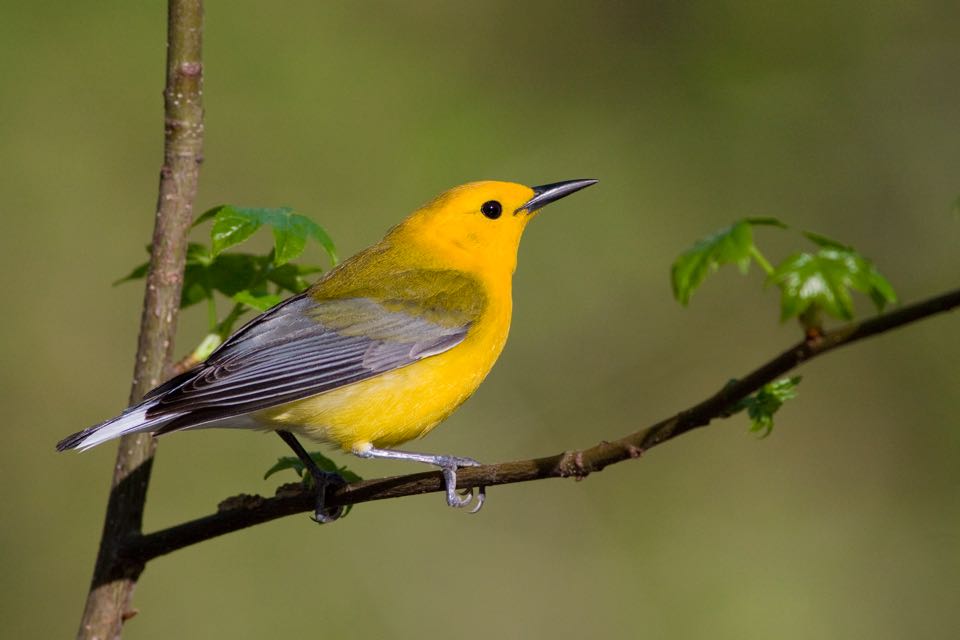 Prothonotary Warbler sa sanga ng puno ng maple