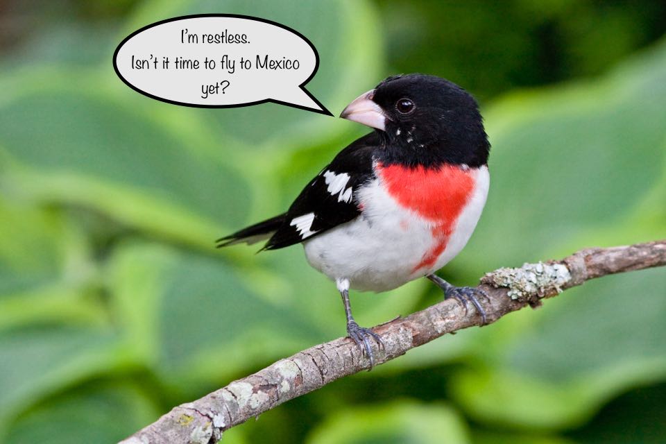 Isang imahe ng isang rose breasted grosbeak na may speech bubble sa tabi nito na nagsasabing "Hindi ako mapakali, hindi pa ba oras para lumipad papuntang Mexico?"