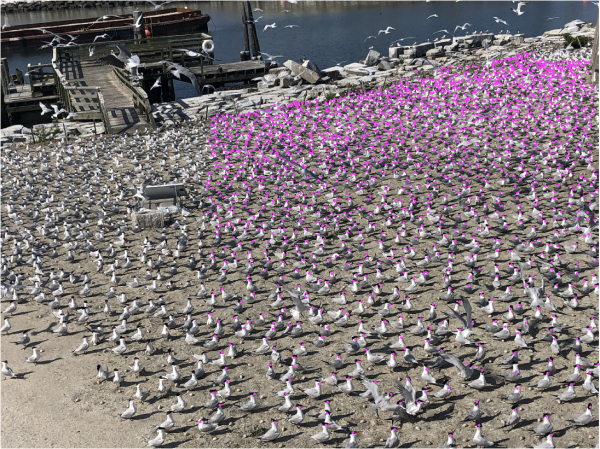 Larawan pagkatapos gamitin ang DotDotGoose upang isagawa ang pagbilang.