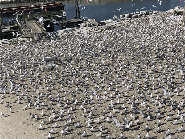 Orihinal na larawang ginamit para sa pagtatantya ng bilang ng kolonya sa Ft. Lana.