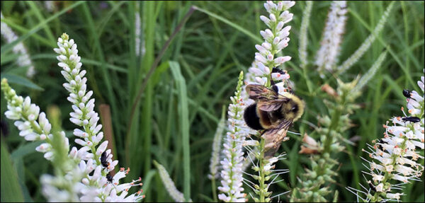 Isang imahe ng isang kalawang na patched bumble bee sa ibabaw ng isang halaman na gumagawa ng maliliit na puting bulaklak na spire