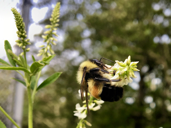 Isang imahe ng isang kalawang na patched bulbed bee na umiinom ng nektar mula sa isang halaman na gumagawa ng mga puting bulaklak sa tuktok ng spire; ang larawang ito ay kuha sa Bath County Virginia.