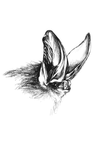 Artist's rendition ng Rafinesque's Eastern Big-Eared Bat.
