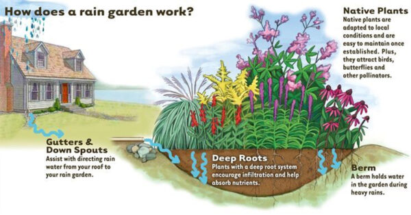 Isang diagram na naglalarawan kung paano gumagana ang mga rain garden; una ang tubig ay dinadaluyan sa pamamagitan ng mga kanal at pababang spout kung saan sila ay idinidirekta sa isang hardin ng mga katutubong halaman na may malalim na mga ugat at berm na pumipigil sa karagdagang run-off