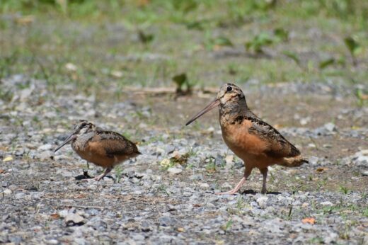 American Woodcock sa Russell county 