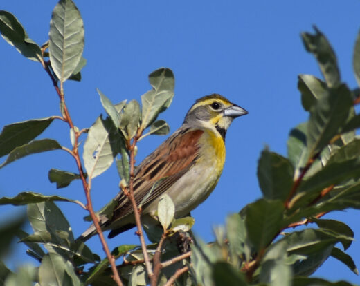 Isang dickcissel sa isang puno