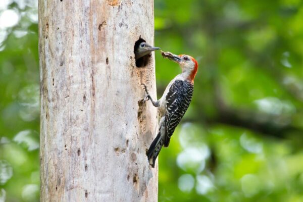 Pulang-tiyan na Woodpecker Feeding Young