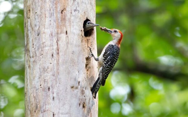 Isang imahe ng isang pulang tiyan na woodpecker na nagpapakain sa kanilang nestling